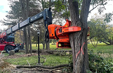 Large tree removal